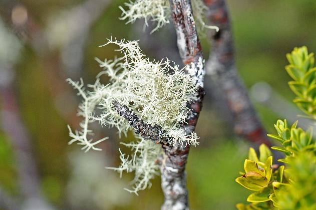 D:\DataFoto\Foto's - Reizen\2019-03-07 Nieuw-Zeeland\07 Tongariro NP\Best Of\NWZL0980x.jpg