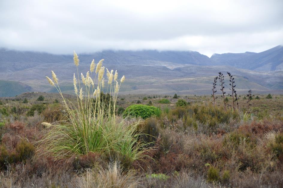 D:\DataFoto\Foto's - Reizen\2019-03-07 Nieuw-Zeeland\07 Tongariro NP\Best Of\NWZL0861x.jpg