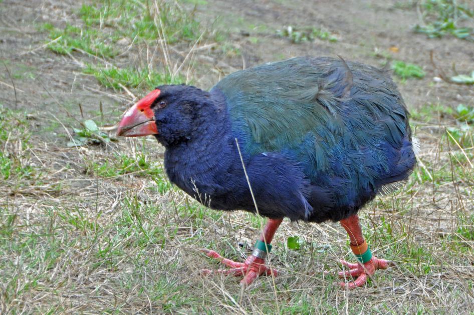 D:\DataFoto\Foto's - Reizen\2019-03-07 Nieuw-Zeeland\09 Zealandia (herschikt)\03 Takahe\Best Of\NWZL1134y.jpg