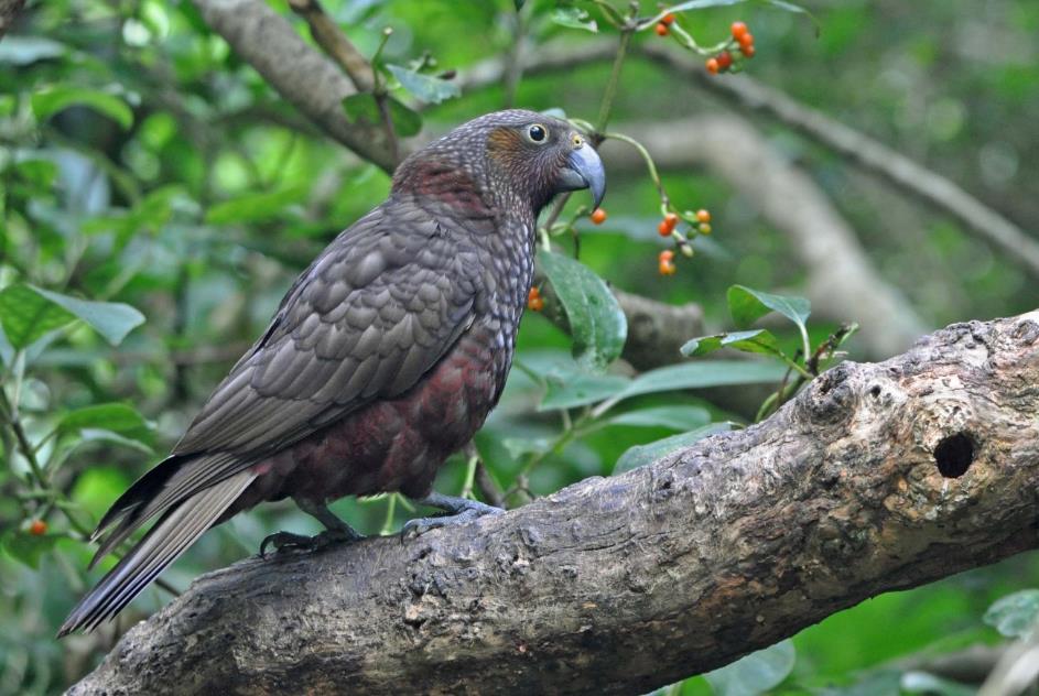 D:\DataFoto\Foto's - Reizen\2019-03-07 Nieuw-Zeeland\09 Zealandia (herschikt)\04 Kaka\Best Of\NWZL1200x.jpg