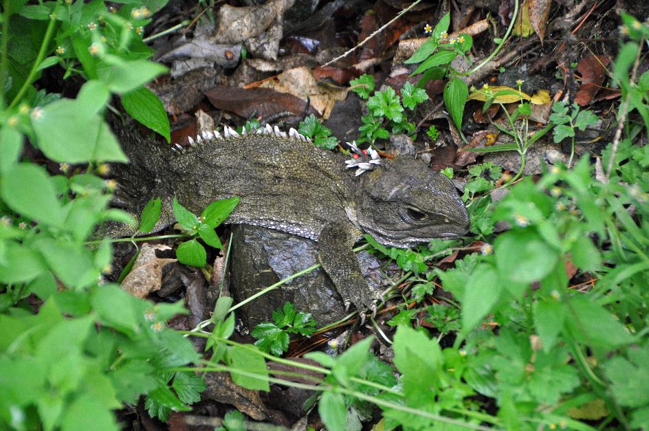 D:\DataFoto\Foto's - Reizen\2019-03-07 Nieuw-Zeeland\09 Zealandia (herschikt)\05 Tuatara\Best Of\NWZL1247y.jpg