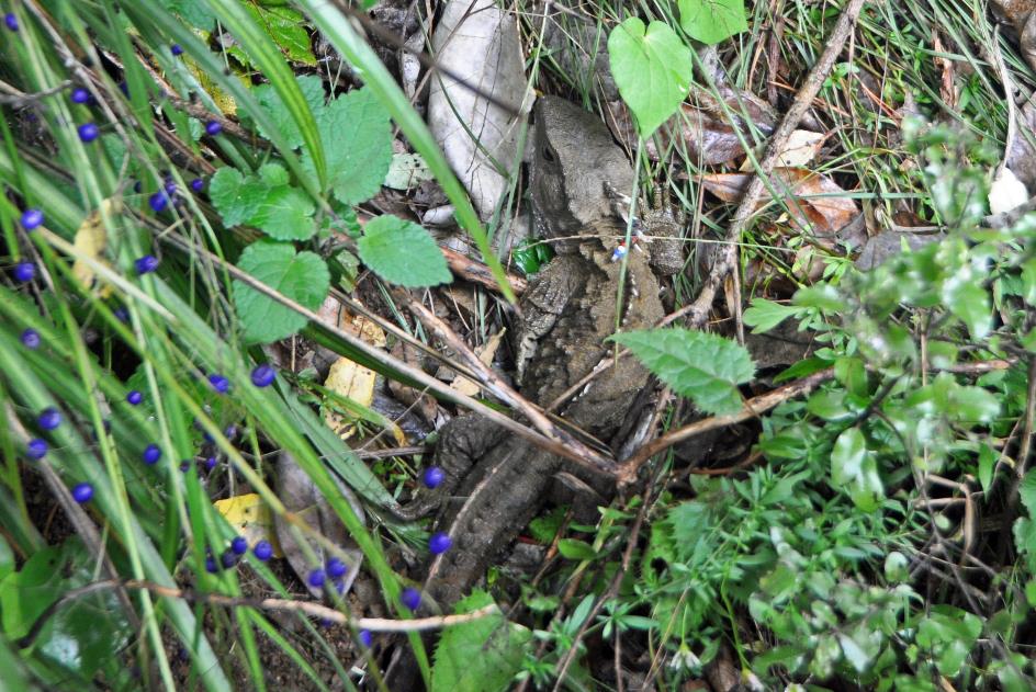 D:\DataFoto\Foto's - Reizen\2019-03-07 Nieuw-Zeeland\09 Zealandia (herschikt)\05 Tuatara\Best Of\NWZL1235y.jpg