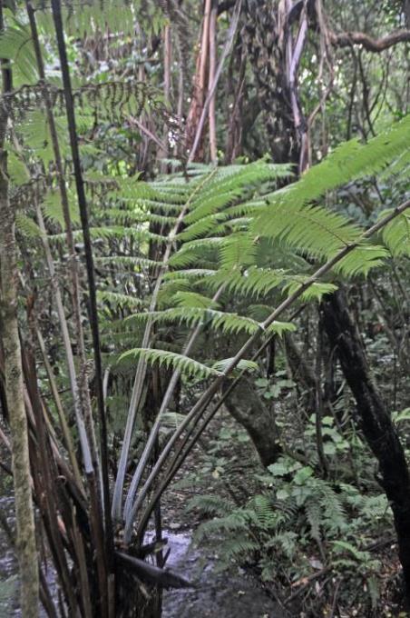 D:\DataFoto\Foto's - Reizen\2019-03-07 Nieuw-Zeeland\09 Zealandia (herschikt)\01 Algemeen\Best Of\NWZL1151x.jpg