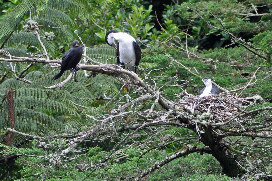 D:\DataFoto\Foto's - Reizen\2019-03-07 Nieuw-Zeeland\09 Zealandia (herschikt)\02 Aalscholvers\Best Of\NWZL1090y.jpg