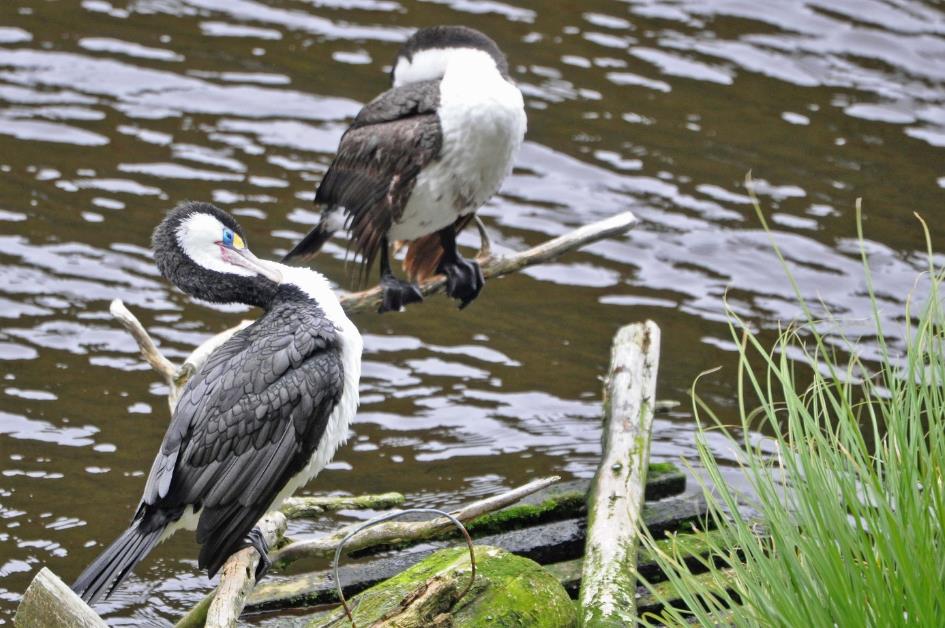 D:\DataFoto\Foto's - Reizen\2019-03-07 Nieuw-Zeeland\09 Zealandia (herschikt)\02 Aalscholvers\Best Of\NWZL1303x.jpg