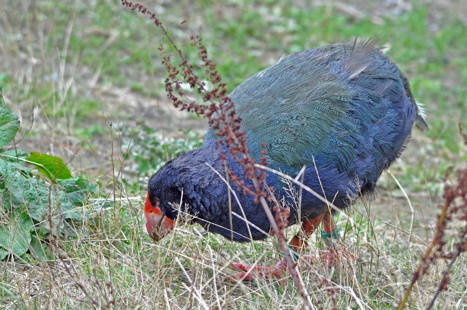 D:\DataFoto\Foto's - Reizen\2019-03-07 Nieuw-Zeeland\09 Zealandia (herschikt)\03 Takahe\Best Of\NWZL1124x.jpg