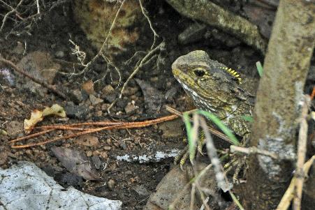 D:\DataFoto\Foto's - Reizen\2019-03-07 Nieuw-Zeeland\09 Zealandia (herschikt)\05 Tuatara\Best Of\NWZL1243y.jpg