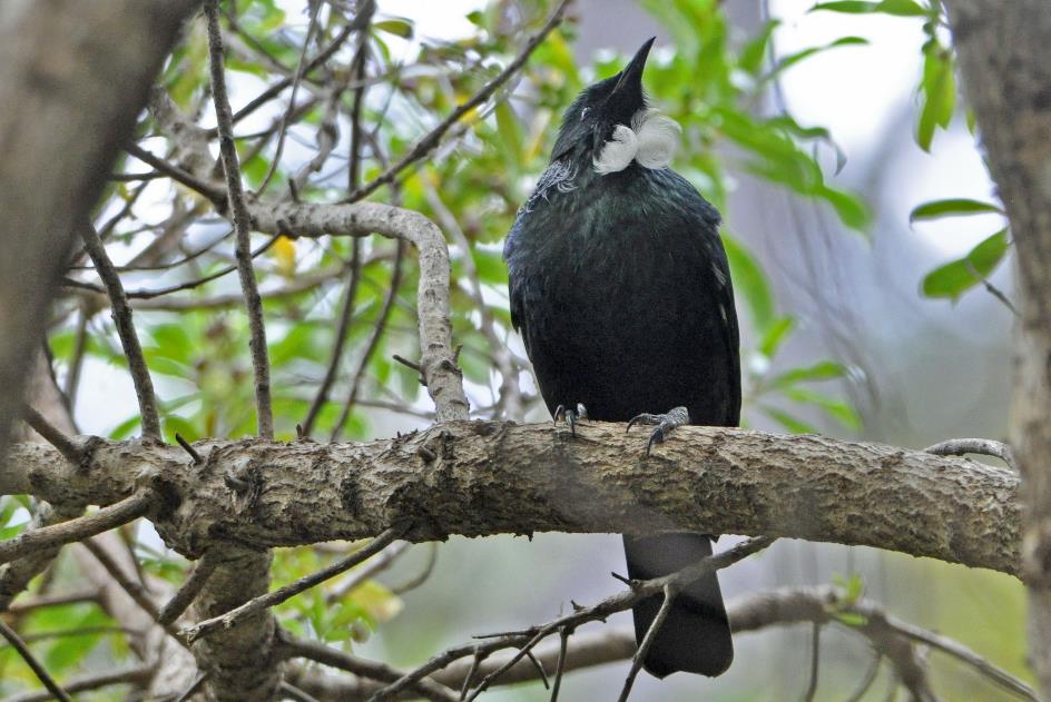 D:\DataFoto\Foto's - Reizen\2019-03-07 Nieuw-Zeeland\09 Zealandia (herschikt)\06 Tui\Best Of\NWZL1275y.jpg