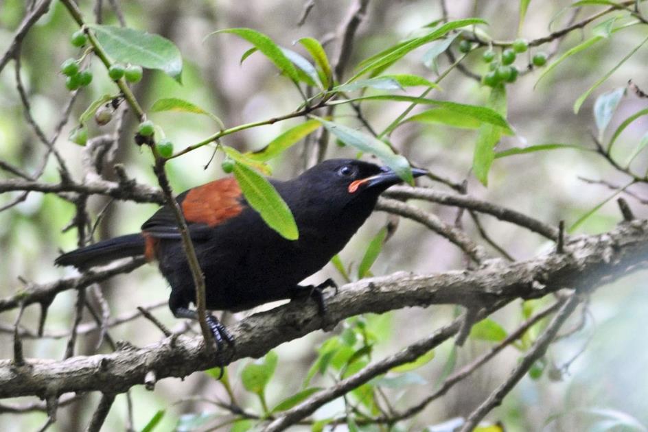 D:\DataFoto\Foto's - Reizen\2019-03-07 Nieuw-Zeeland\09 Zealandia (herschikt)\07 Zuidelijke zadelrug\Best Of\NWZL1281y.jpg