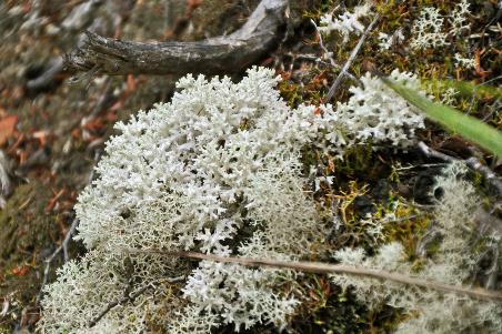 D:\DataFoto\Foto's - Reizen\2019-03-07 Nieuw-Zeeland\13 Abel Tasman NP\Best Of\NWZL1718y.jpg