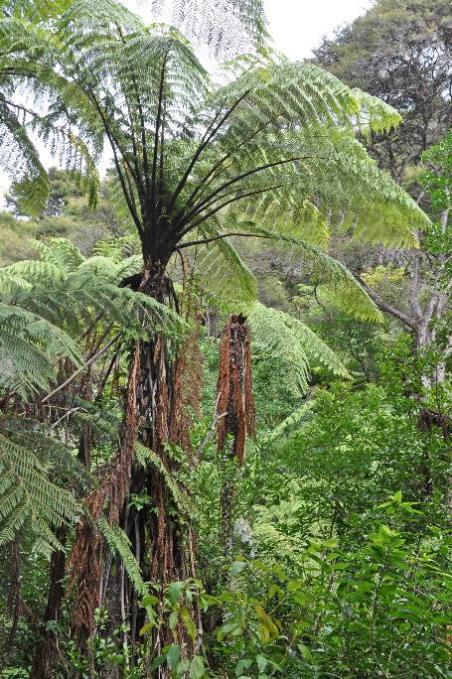 D:\DataFoto\Foto's - Reizen\2019-03-07 Nieuw-Zeeland\13 Abel Tasman NP\Best Of\NWZL1678x.jpg