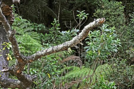 D:\DataFoto\Foto's - Reizen\2019-03-07 Nieuw-Zeeland\13 Abel Tasman NP\Best Of\NWZL1754y.jpg