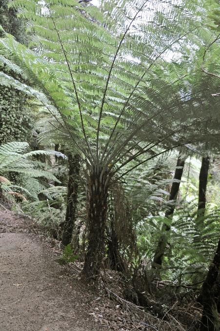 D:\DataFoto\Foto's - Reizen\2019-03-07 Nieuw-Zeeland\13 Abel Tasman NP\Best Of\NWZL1730y.jpg