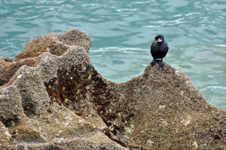 D:\DataFoto\Foto's - Reizen\2019-03-07 Nieuw-Zeeland\13 Abel Tasman NP\Best Of\NWZL1753x.jpg