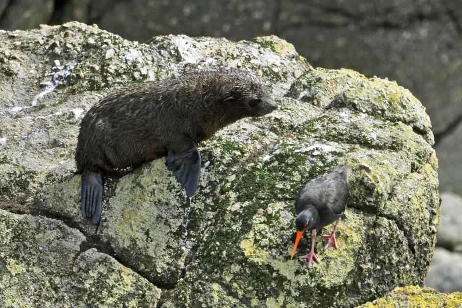 D:\DataFoto\Foto's - Reizen\2019-03-07 Nieuw-Zeeland\16 Tauranga Bay\Best Of\NWZL1911y.jpg