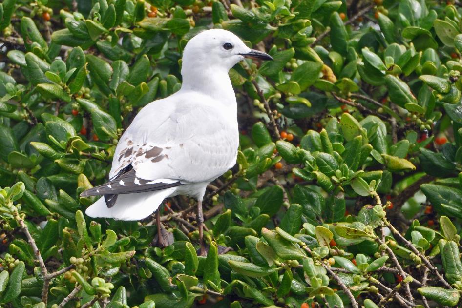 D:\DataFoto\Foto's - Reizen\2019-03-07 Nieuw-Zeeland\16 Tauranga Bay\Best Of\NWZL2019y.jpg