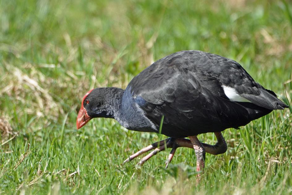 D:\DataFoto\Foto's - Reizen\2019-03-07 Nieuw-Zeeland\23 Matheson Lake\Best Of\NWZL2806y.jpg