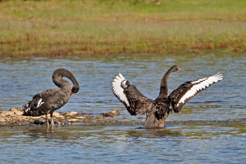 D:\DataFoto\Foto's - Reizen\2019-03-07 Nieuw-Zeeland\28 Glenorchy\Best Of\NWZL3148y.jpg