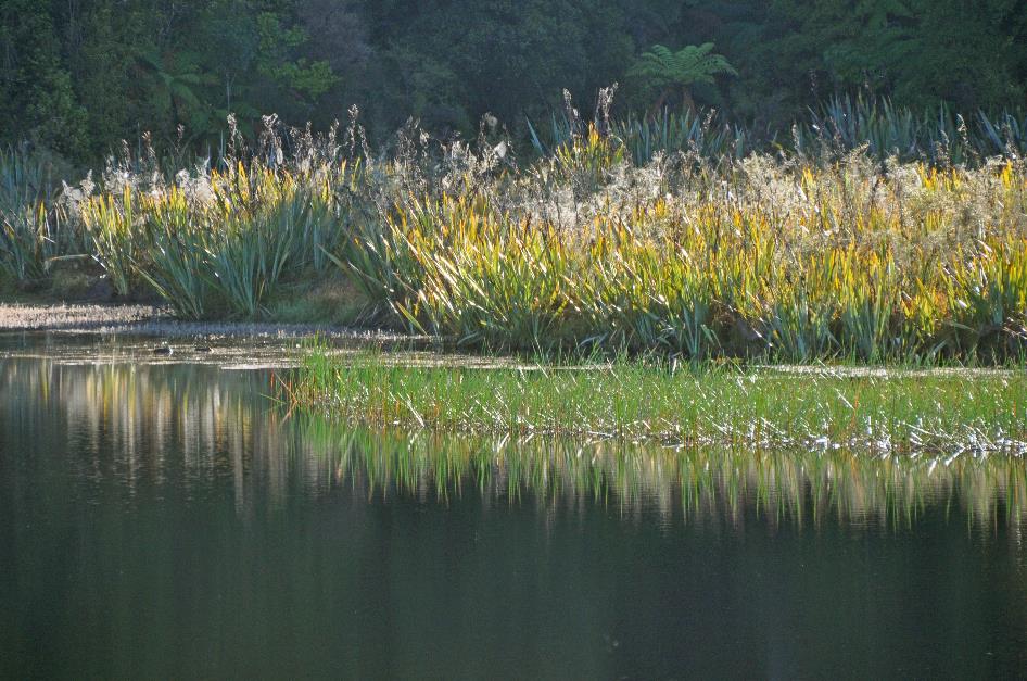 D:\DataFoto\Foto's - Reizen\2019-03-07 Nieuw-Zeeland\23 Matheson Lake\Best Of\NWZL2676y.jpg