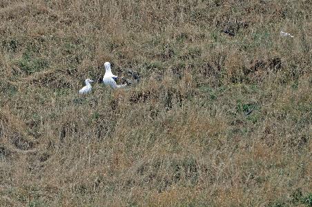 D:\DataFoto\Foto's - Reizen\2019-03-07 Nieuw-Zeeland\35 Dunedin Cruise\Best Of\NWZL3939y.jpg