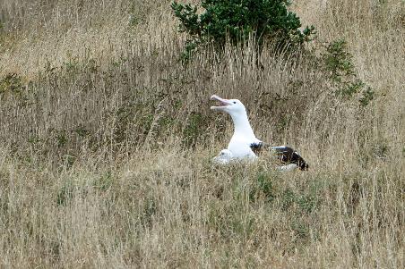 D:\DataFoto\Foto's - Reizen\2019-03-07 Nieuw-Zeeland\35 Dunedin Cruise\Best Of\NWZL3954y.jpg