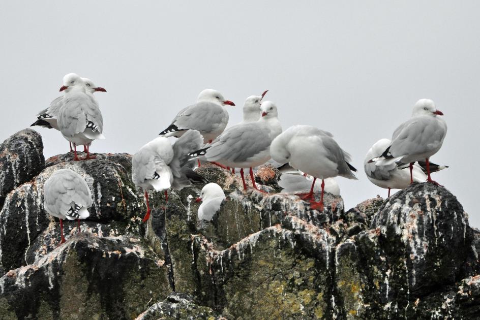 D:\DataFoto\Foto's - Reizen\2019-03-07 Nieuw-Zeeland\35 Dunedin Cruise\Best Of\NWZL4052x.jpg