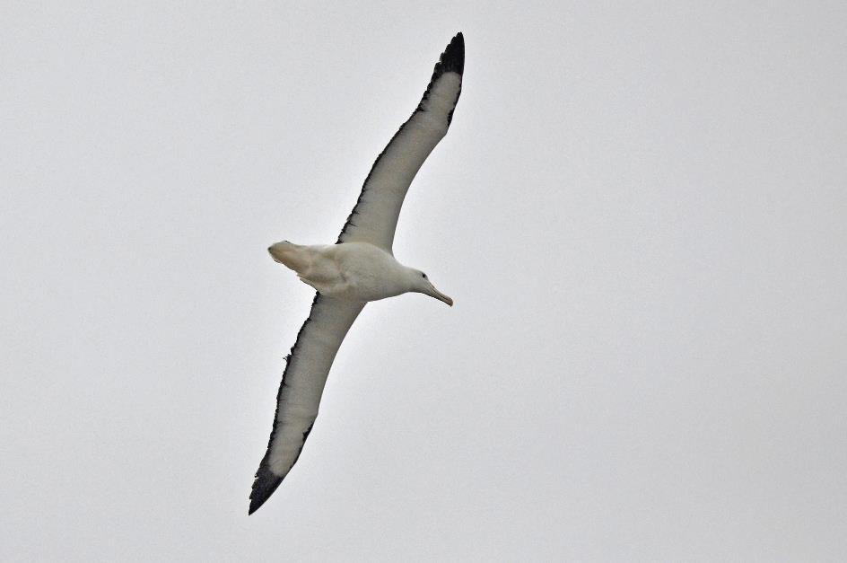 D:\DataFoto\Foto's - Reizen\2019-03-07 Nieuw-Zeeland\36 Taiaroa Head\Best Of\NWZL4127y.jpg