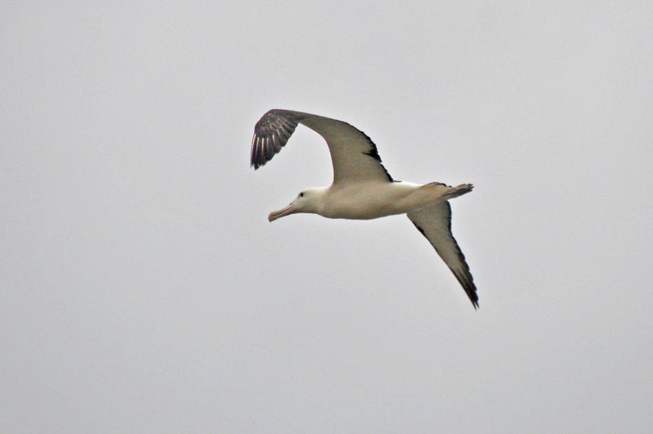 D:\DataFoto\Foto's - Reizen\2019-03-07 Nieuw-Zeeland\36 Taiaroa Head\Best Of\NWZL4107y.jpg