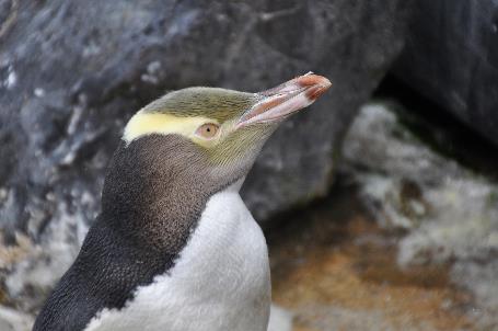 D:\DataFoto\Foto's - Reizen\2019-03-07 Nieuw-Zeeland\37 Penguin Place\Best Of\NWZL4177x.jpg