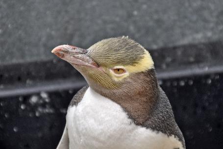 D:\DataFoto\Foto's - Reizen\2019-03-07 Nieuw-Zeeland\37 Penguin Place\Best Of\NWZL4174x.jpg