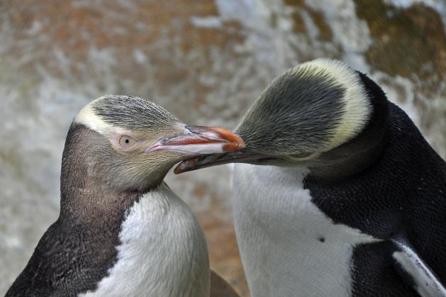 D:\DataFoto\Foto's - Reizen\2019-03-07 Nieuw-Zeeland\37 Penguin Place\Best Of\NWZL4195x.jpg