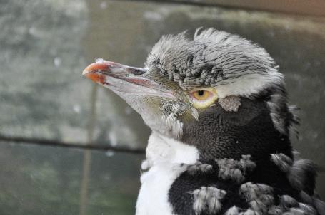 D:\DataFoto\Foto's - Reizen\2019-03-07 Nieuw-Zeeland\37 Penguin Place\Best Of\NWZL4271x.jpg