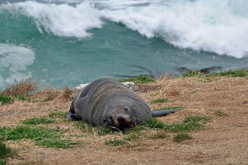 D:\DataFoto\Foto's - Reizen\2019-03-07 Nieuw-Zeeland\37 Penguin Place\Best Of\NWZL4226y.jpg