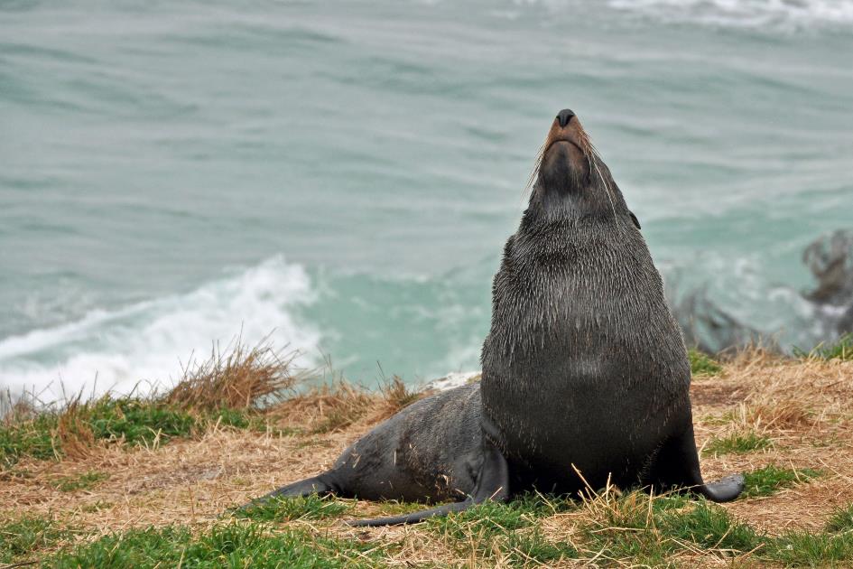 D:\DataFoto\Foto's - Reizen\2019-03-07 Nieuw-Zeeland\37 Penguin Place\Best Of\NWZL4220y.jpg