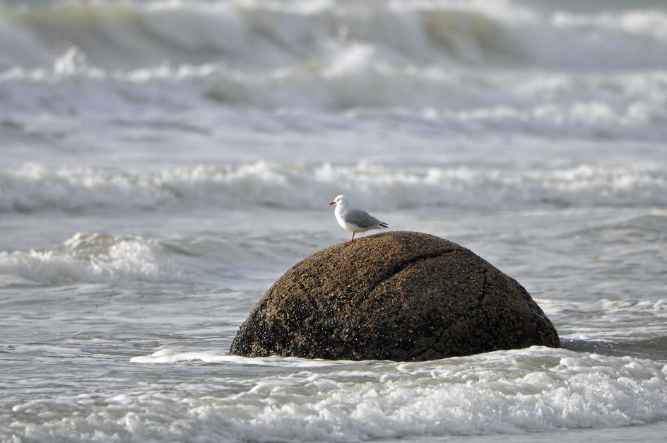 D:\DataFoto\Foto's - Reizen\2019-03-07 Nieuw-Zeeland\38 Moeraki Boulders\Best Of\NWZL4295y.jpg