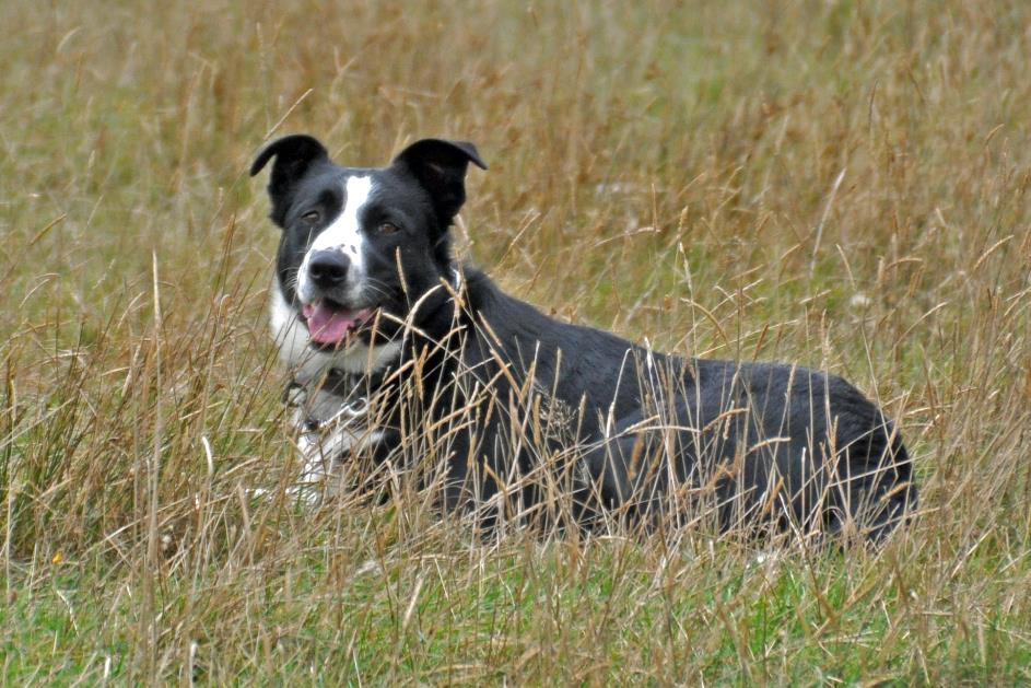 D:\DataFoto\Foto's - Reizen\2019-03-07 Nieuw-Zeeland\42 Schaapsboerderij\Best Of\NWZL4675x.jpg