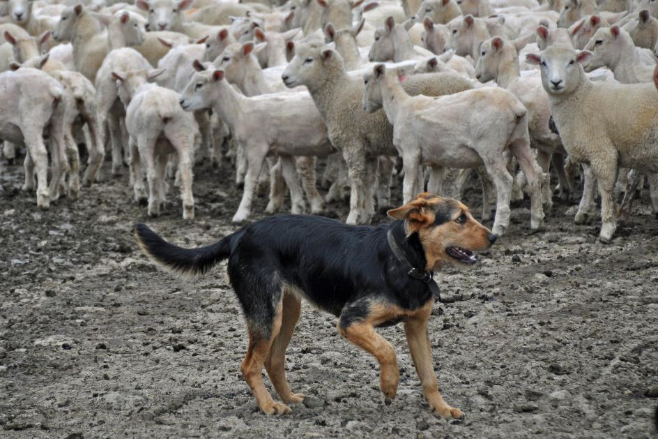 D:\DataFoto\Foto's - Reizen\2019-03-07 Nieuw-Zeeland\42 Schaapsboerderij\Best Of\NWZL4658x.jpg