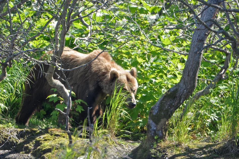 D:\DataFoto\Foto's - Reizen\2019-07-24 Kamtsjatka (herschikt)\08 Koerilenmeer - Platform 1\Best Of\KAMT0570y.jpg