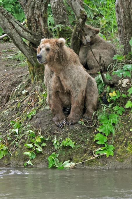 D:\DataFoto\Foto's - Reizen\2019-07-24 Kamtsjatka (herschikt)\12 Koerilenmeer - Wandeling 2\Best Of\KAMT1717s.jpg