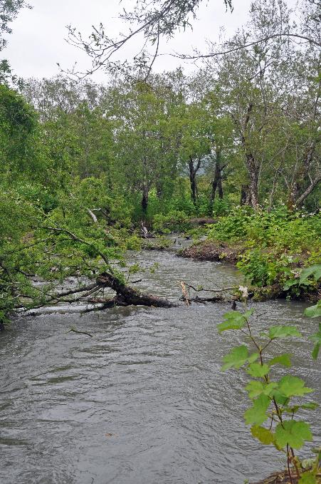 D:\DataFoto\Foto's - Reizen\2019-07-24 Kamtsjatka (herschikt)\12 Koerilenmeer - Wandeling 2\Best Of\KAMT1748y.jpg