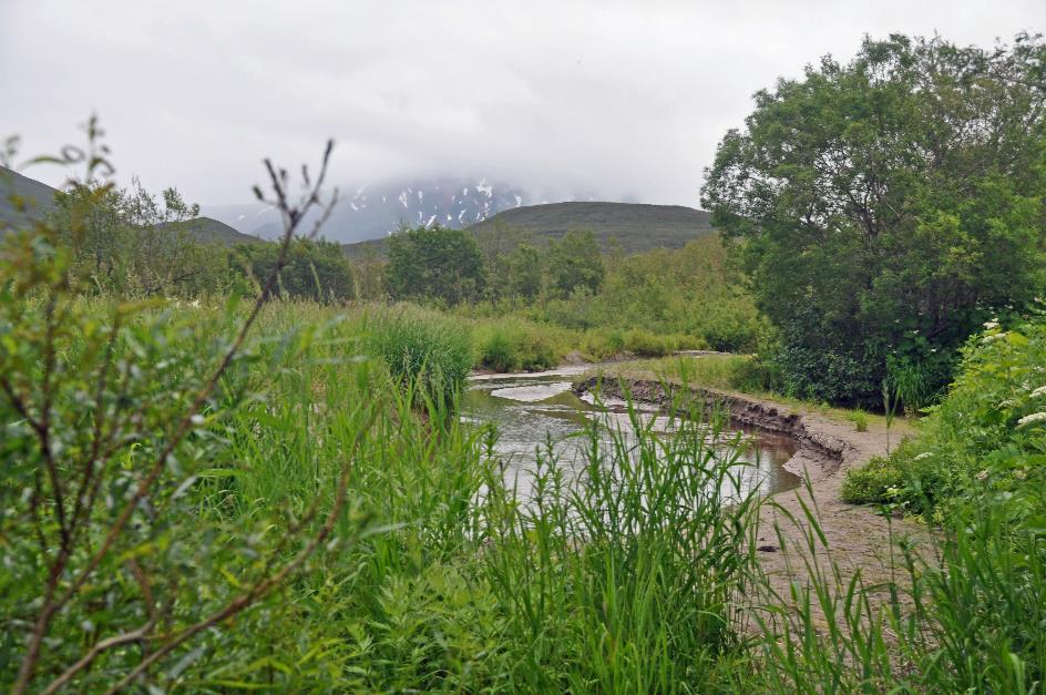 D:\DataFoto\Foto's - Reizen\2019-07-24 Kamtsjatka (herschikt)\12 Koerilenmeer - Wandeling 2\Best Of\KAMT1843y.jpg