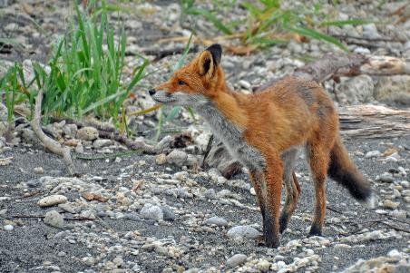 D:\DataFoto\Foto's - Reizen\2019-07-24 Kamtsjatka (herschikt)\13 Koerilenmeer - Platform 3\Best Of\KAMT1961y.jpg