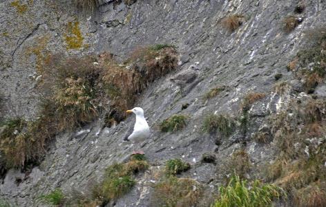 D:\DataFoto\Foto's - Reizen\2019-07-24 Kamtsjatka (herschikt)\11 Koerilenmeer - Boottocht\Best Of\KAMT1368y.jpg