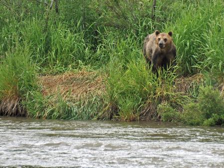 D:\DataFoto\Foto's - Reizen\2019-07-24 Kamtsjatka (herschikt)\12 Koerilenmeer - Wandeling 2\Best Of\KAMT1483q.jpg