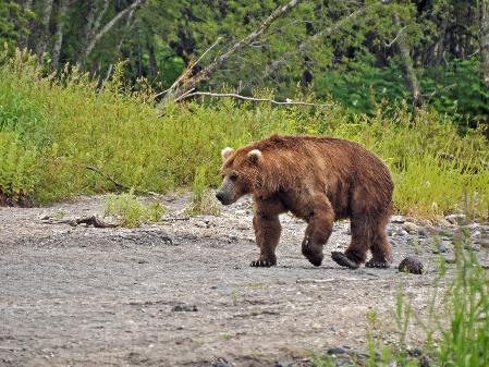 D:\DataFoto\Foto's - Reizen\2019-07-24 Kamtsjatka (herschikt)\12 Koerilenmeer - Wandeling 2\Best Of\KAMT1560q.jpg