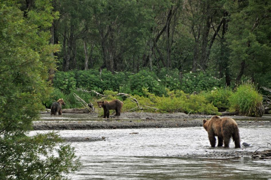 D:\DataFoto\Foto's - Reizen\2019-07-24 Kamtsjatka (herschikt)\12 Koerilenmeer - Wandeling 2\Best Of\KAMT1507y.jpg