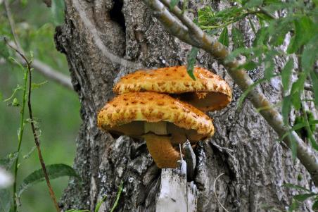 D:\DataFoto\Foto's - Reizen\2019-07-24 Kamtsjatka (herschikt)\12 Koerilenmeer - Wandeling 2\Best Of\KAMT1842y.jpg