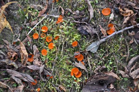 D:\DataFoto\Foto's - Reizen\2019-07-24 Kamtsjatka (herschikt)\12 Koerilenmeer - Wandeling 2\Best Of\KAMT1530y.jpg