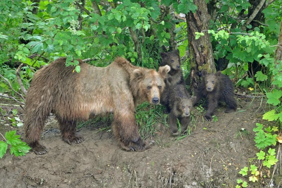 D:\DataFoto\Foto's - Reizen\2019-07-24 Kamtsjatka (herschikt)\12 Koerilenmeer - Wandeling 2\Best Of\KAMT1611y.jpg