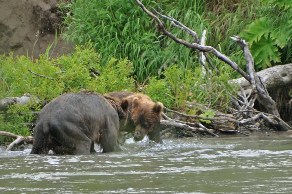 D:\DataFoto\Foto's - Reizen\2019-07-24 Kamtsjatka (herschikt)\12 Koerilenmeer - Wandeling 2\Best Of\KAMT1711y.jpg